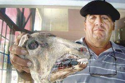 No hay respuestas concretas para las extra�as mutilaciones de animales en Fr�as