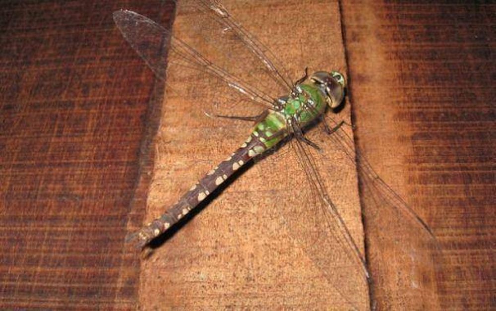 La ciudad y una visita inesperada: los aguaciles conviven con los marplatenses