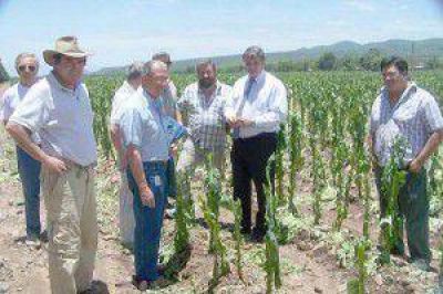 Algunos con p�rdidas del 100% de su producci�n: funcionarios recorrieron tabacales afectados por el temporal