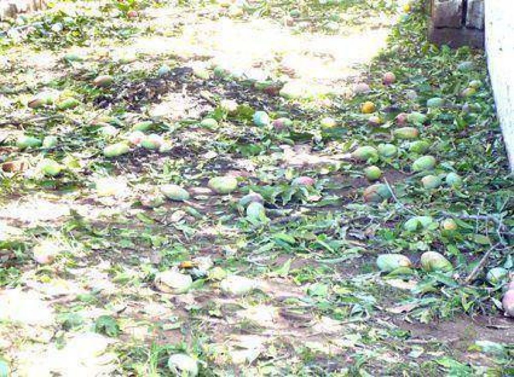 La producci�n de mangos  Sufri� importantes p�rdidas   