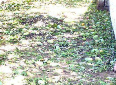 La producci�n de mangos  Sufri� importantes p�rdidas   
