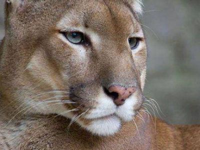 La aparici�n de un Puma en la zona de Bovril mantiene en alerta a los vecinos 
