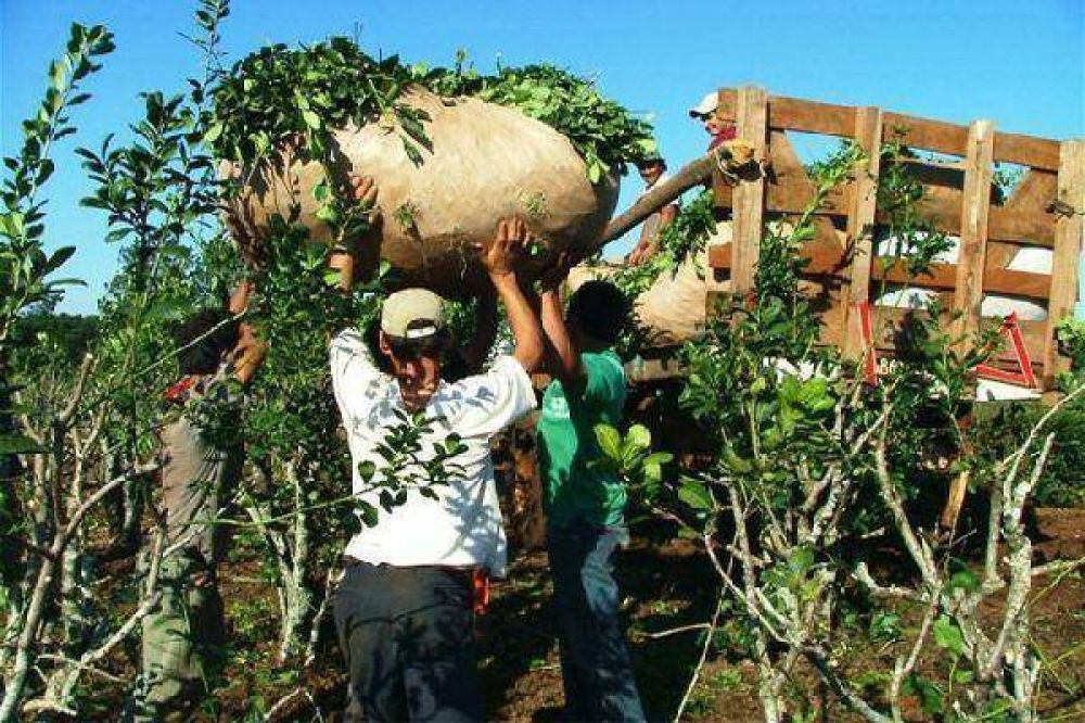 Yerbateros pedir�n que el medio kilo cueste entre 22 y 24 pesos