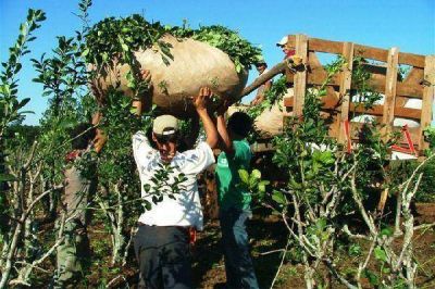 Yerbateros pedir�n que el medio kilo cueste entre 22 y 24 pesos