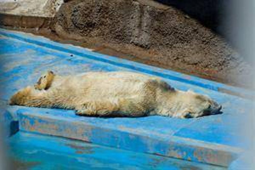 El zool�gico que viene: piden que sea m�s educativo y con los animales libres