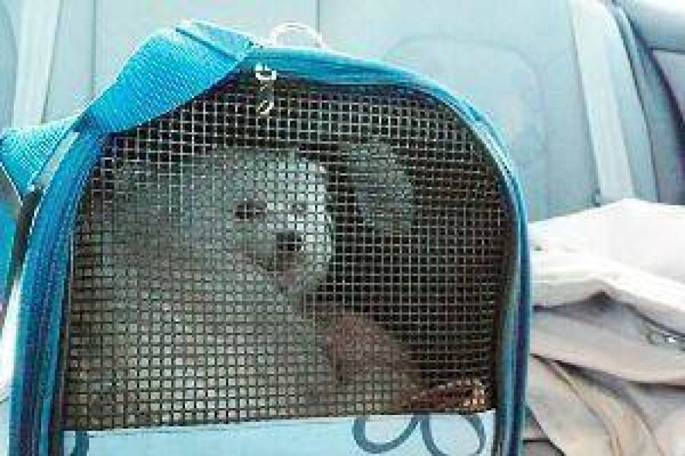 Recomiendan qu� hacer con las mascotas en vacaciones