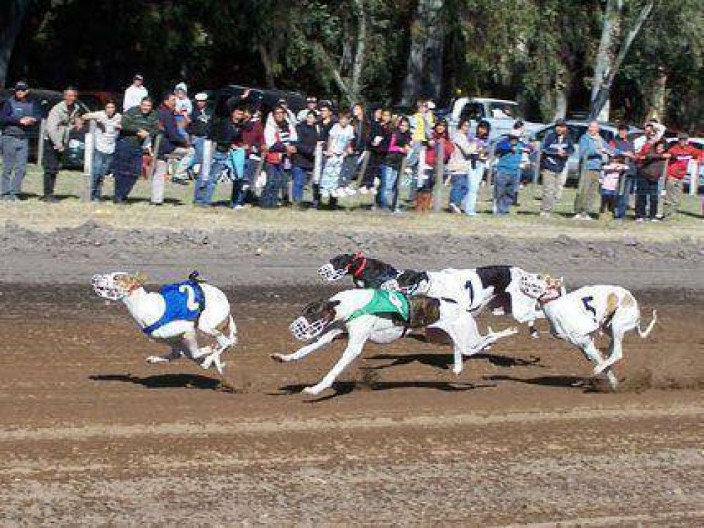 Castex: incidentes en una carrera de galgos