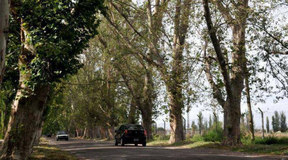 Piden agua para hist�ricos pl�tanos de la ruta a Agrelo 