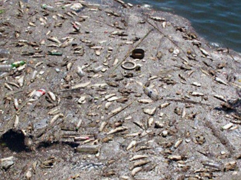 La contaminaci�n mat� cientos de peces en el Ludue�a 