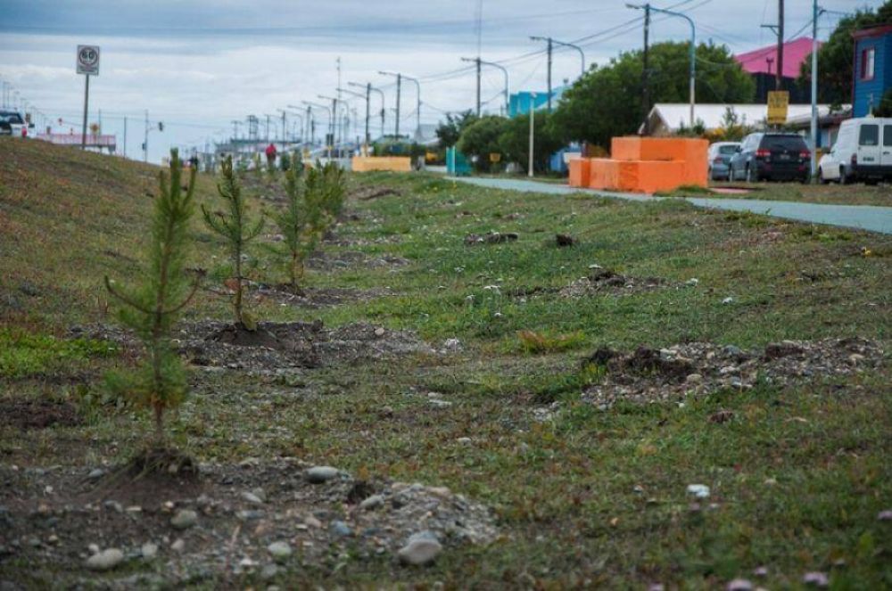Incre�ble: Casi termina presa luego de robar un pino de un espacio p�blico 
