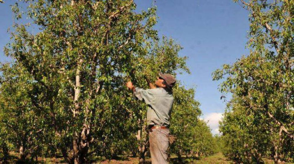 Fruta para exportar: hay 100 millones de kilos en peligro 