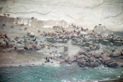 Cada a�o se incrementa la poblaci�n de lobos marinos 