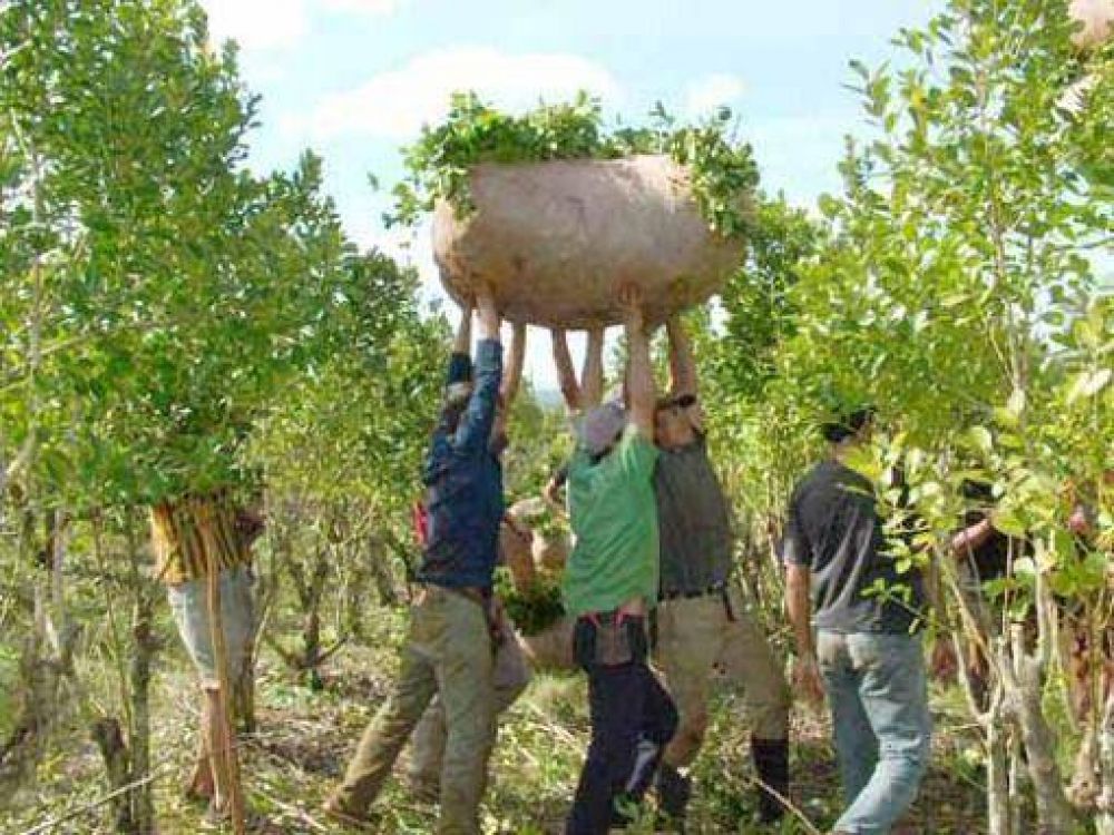La cosecha de yerba de 2012 fue la mayor de los �ltimos cinco a�os