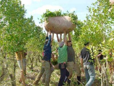 La cosecha de yerba de 2012 fue la mayor de los �ltimos cinco a�os