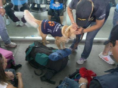 Kiara y Rubia, las perras antidroga de Mar del Plata