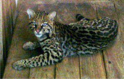 El Gato Onza capturado en Villa Bonita ser� liberado en una Reserva