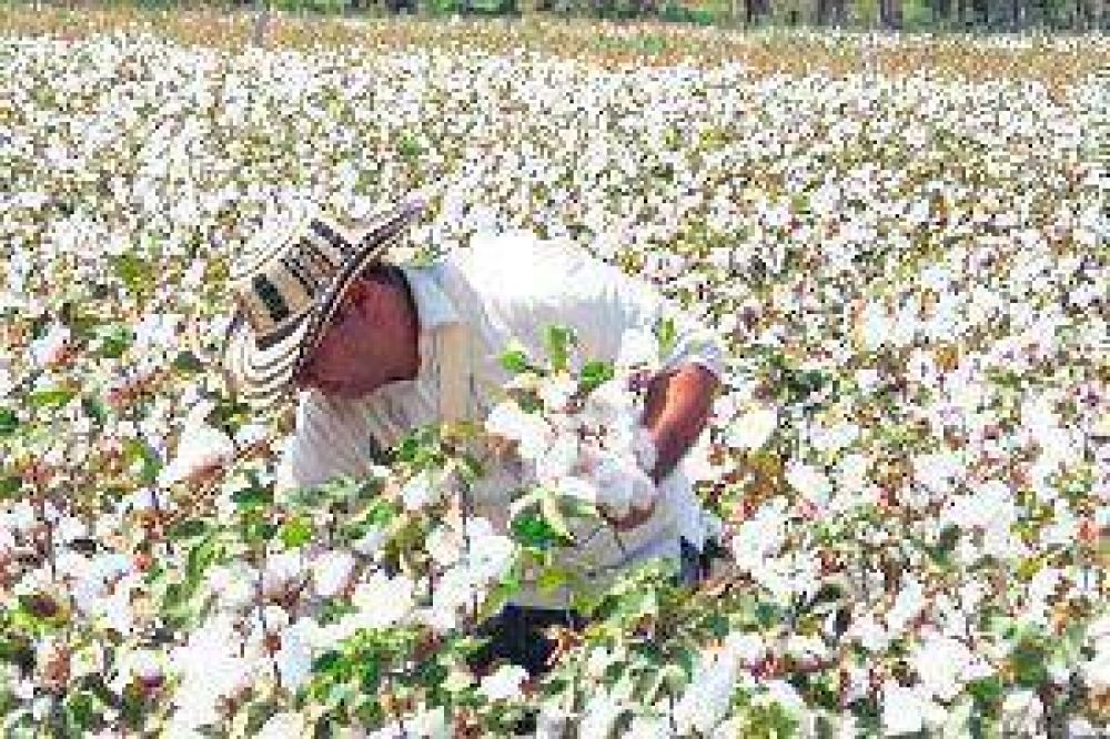 Los algodoneros temen sufrir p�rdidas en uno de los veranos m�s secos de los �ltimos a�os