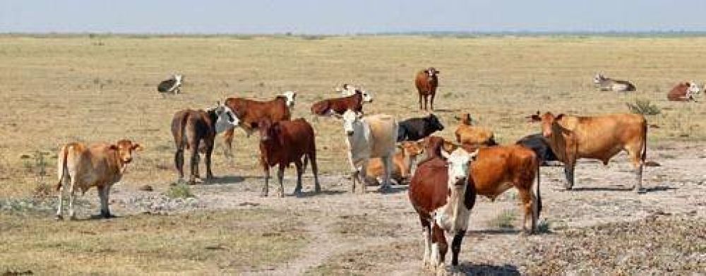 El campo riojano est� inmerso en una extensa y devastadora sequ�a 