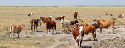 El campo riojano est� inmerso en una extensa y devastadora sequ�a 