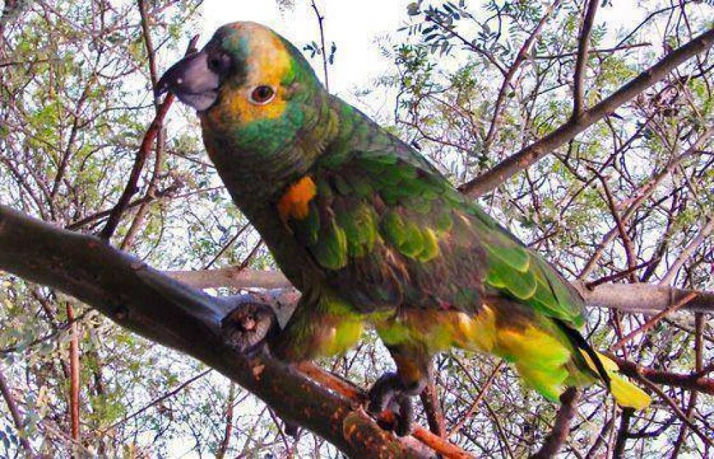 Ingresaron 80 loros habladores a la Estaci�n de Fauna Aut�ctona