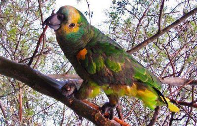 Ingresaron 80 loros habladores a la Estaci�n de Fauna Aut�ctona