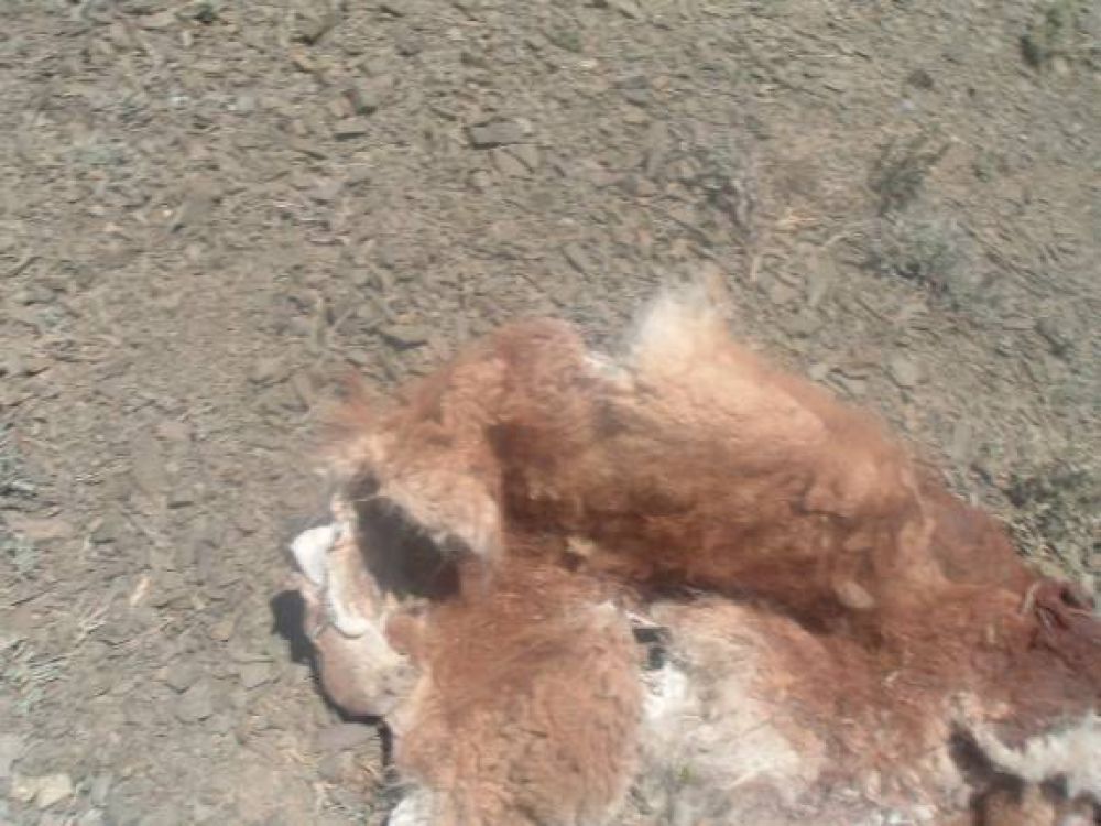 Tras la matanza de guanacos, ceden un lugar y un veh�culo para controlar su caza 