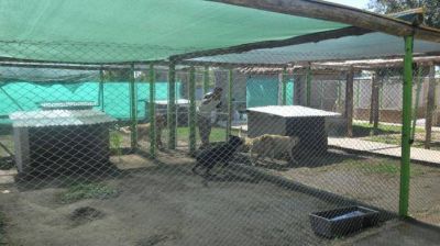 Guarder�as para mascotas, una demanda que crece cada a�o