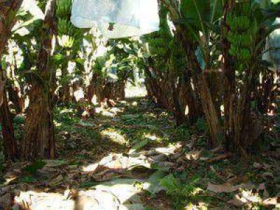 Con el manejo adecuado se tendr� una mayor producci�n de bananas