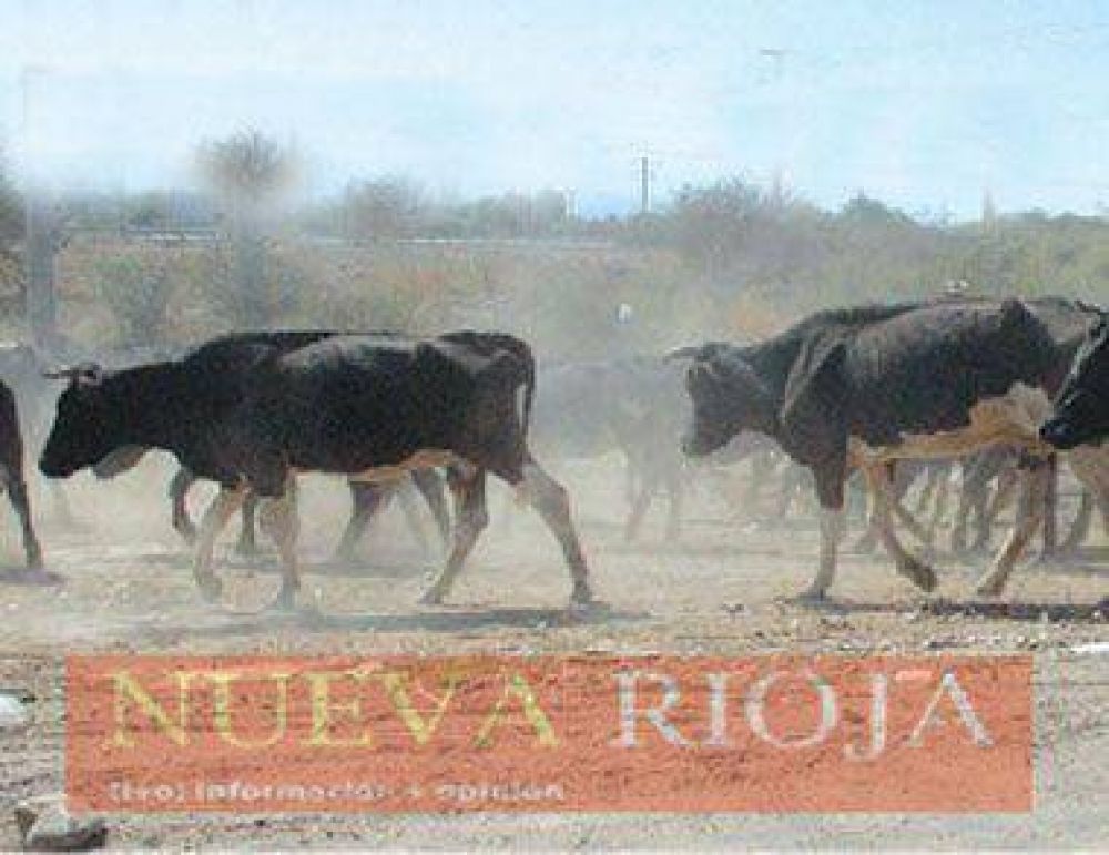 Saldr�an a vender vientres para evitar una crisis en la ganader�a 