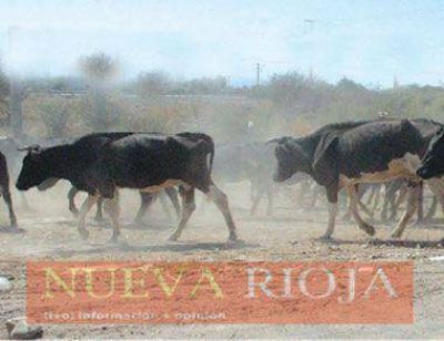 Saldr�an a vender vientres para evitar una crisis en la ganader�a 