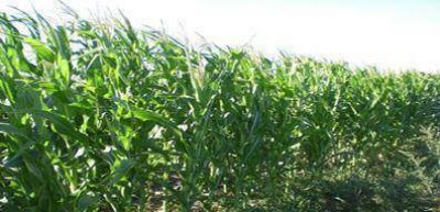 Se estima alcanzar una �canasta de cultivos� superior a 110 mil hect�reas en esta campa�a 
