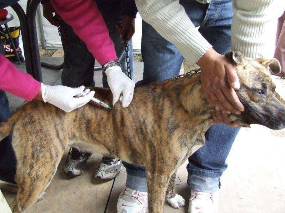 Almirante Brown: habr� vacunaci�n antir�bica en Centros de Salud