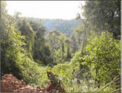Profundizar�n el proyecto de enriquecimiento de bosque nativo