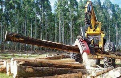 La forestoindustria se fortalece con varias acciones y se abre al mundo