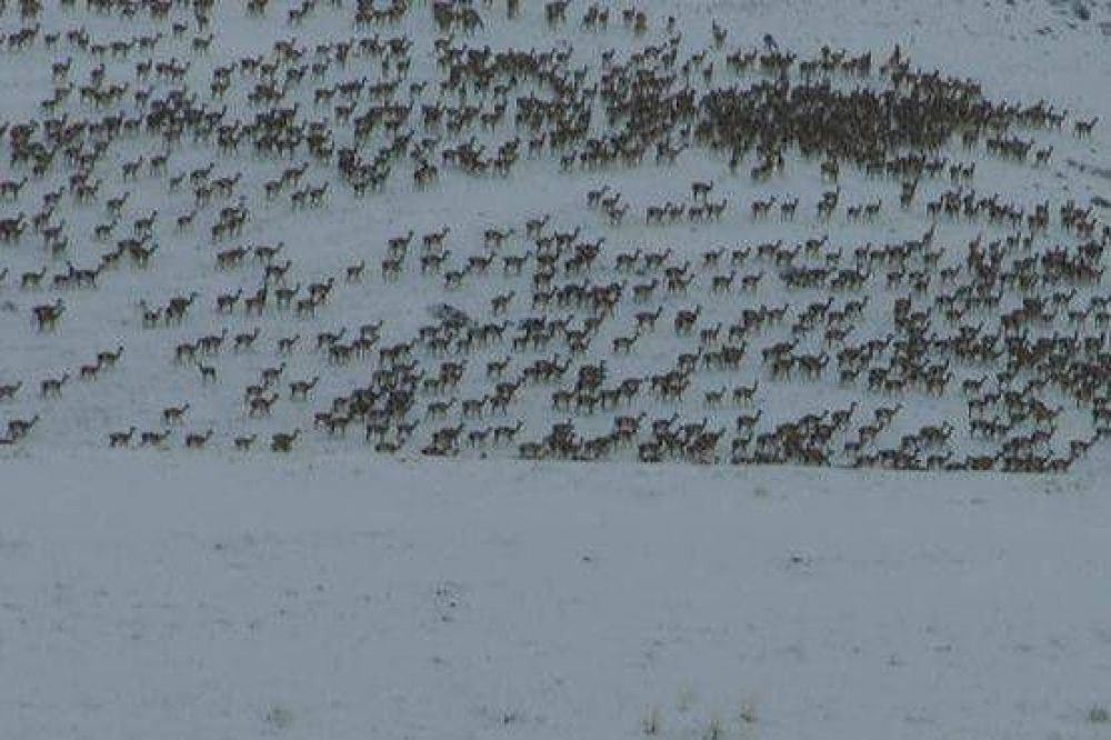 Solicitan colaboraci�n de Medio Ambiente para atender la problem�tica del guanaco 