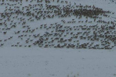 Solicitan colaboraci�n de Medio Ambiente para atender la problem�tica del guanaco 