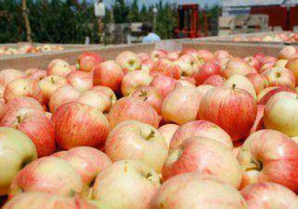 Se re�nen en Cipolletti para fijar un precio para la fruta  