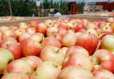 Se re�nen en Cipolletti para fijar un precio para la fruta  