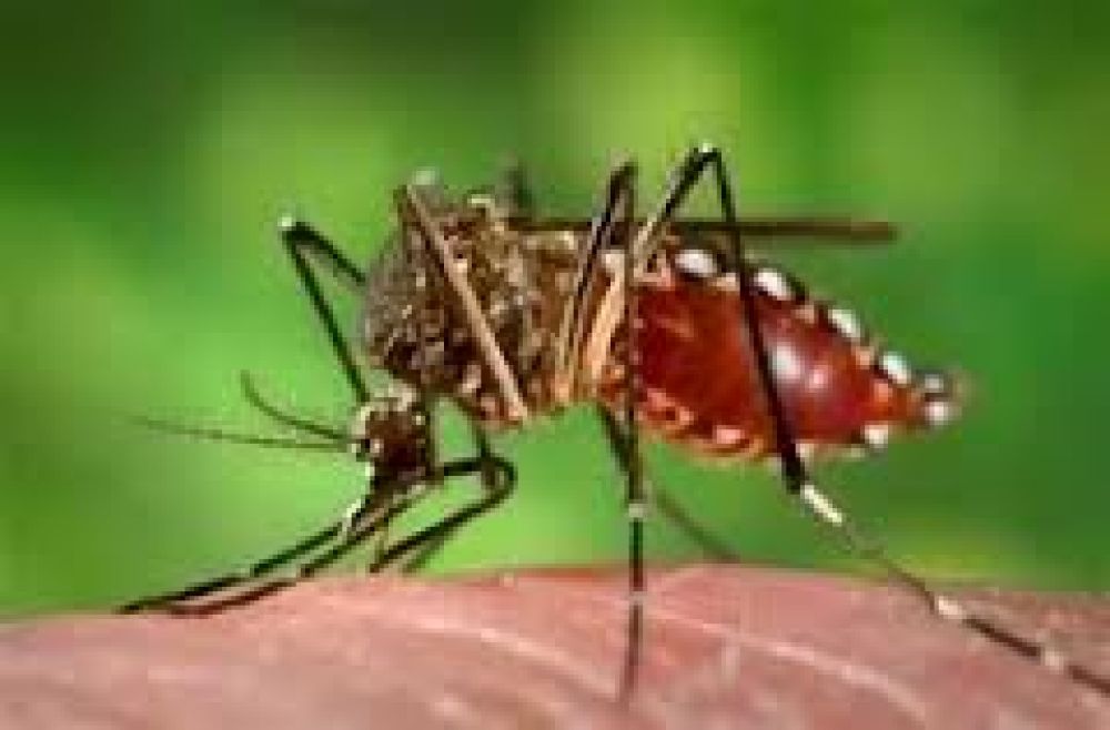 Plan de descacharrizado y fumigaci�n contra el dengue en el barrio Don Bosco y otro refuerzo en la zona portuaria 