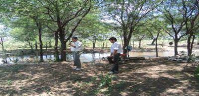 Ejecutan estudio de calidad de sitio en forestaciones de algarrobo 
