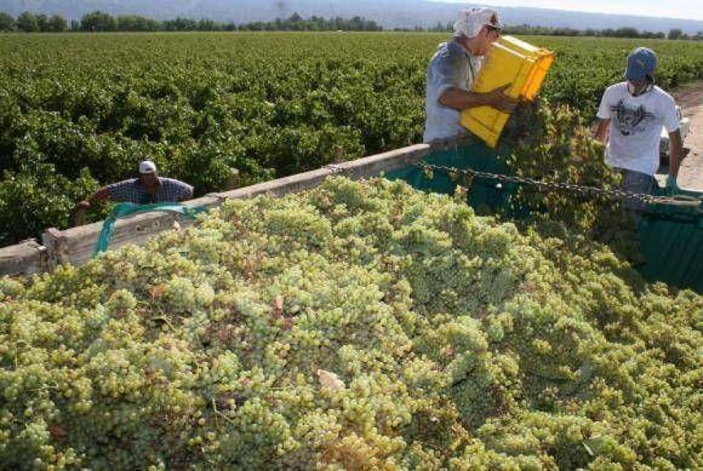 Inusual: Las uvas mendocinas superaron a San Juan en grado.