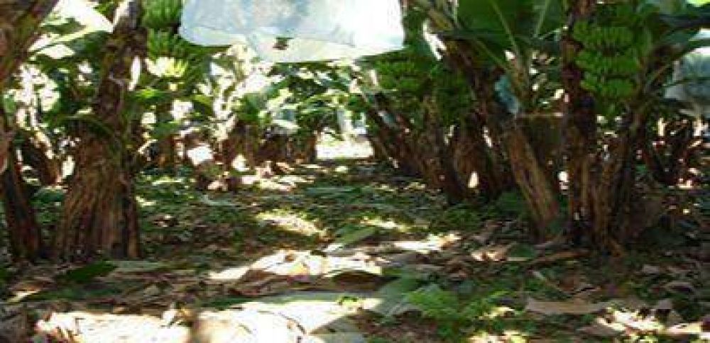 Con el manejo adecuado se tendr� una mayor producci�n de bananas 