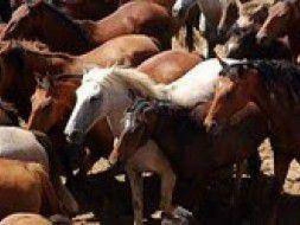 Encuentran 53 caballos robados en un galp�n de Berazategui