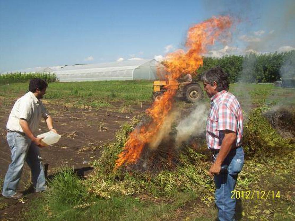 Se destruyeron y quemaron cincuenta mil plantines en Tucum�n 