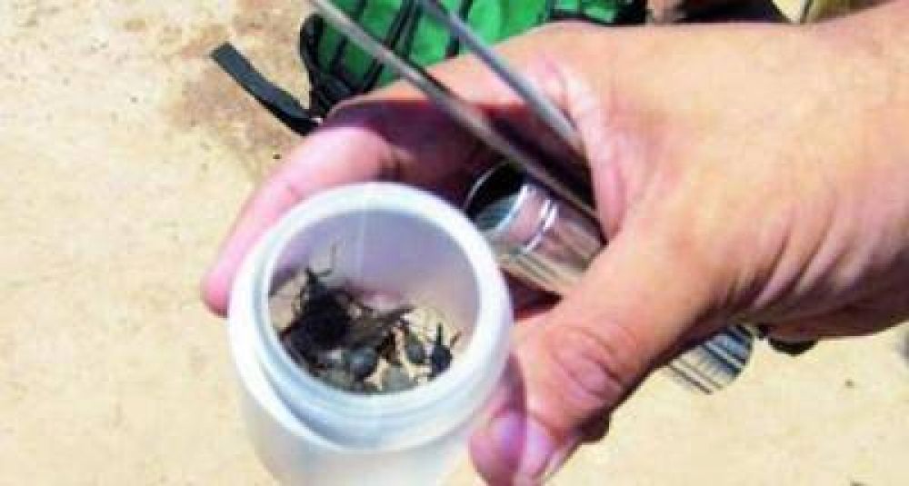 En Formosa hay "un alto" riesgo de contraer Chagas 