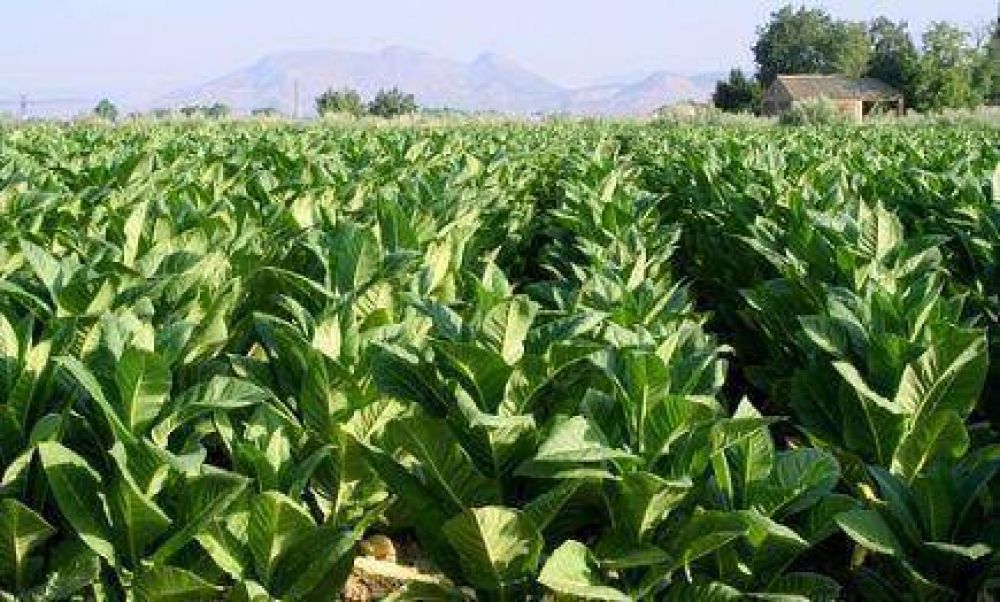 Las intensas lluvias afectaron las plantaciones de tabaco