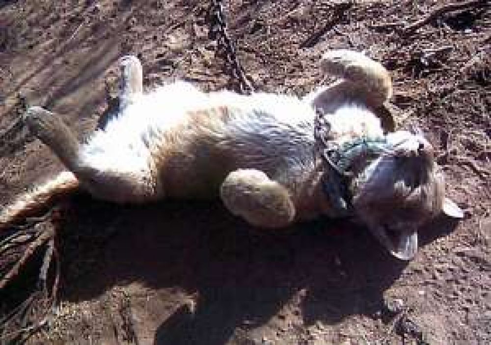 Rescatan un puma a menos de diez cuadras del centro