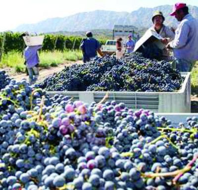 Cosecha 2013: los productores locales desconf�an del pron�stico del INV