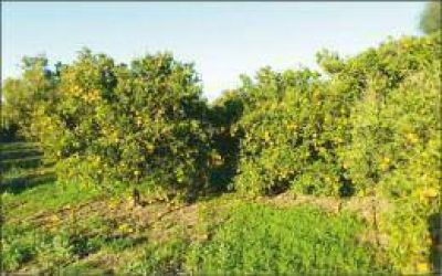 Destacan que se afianza la producci�n de mandarina en la provincia