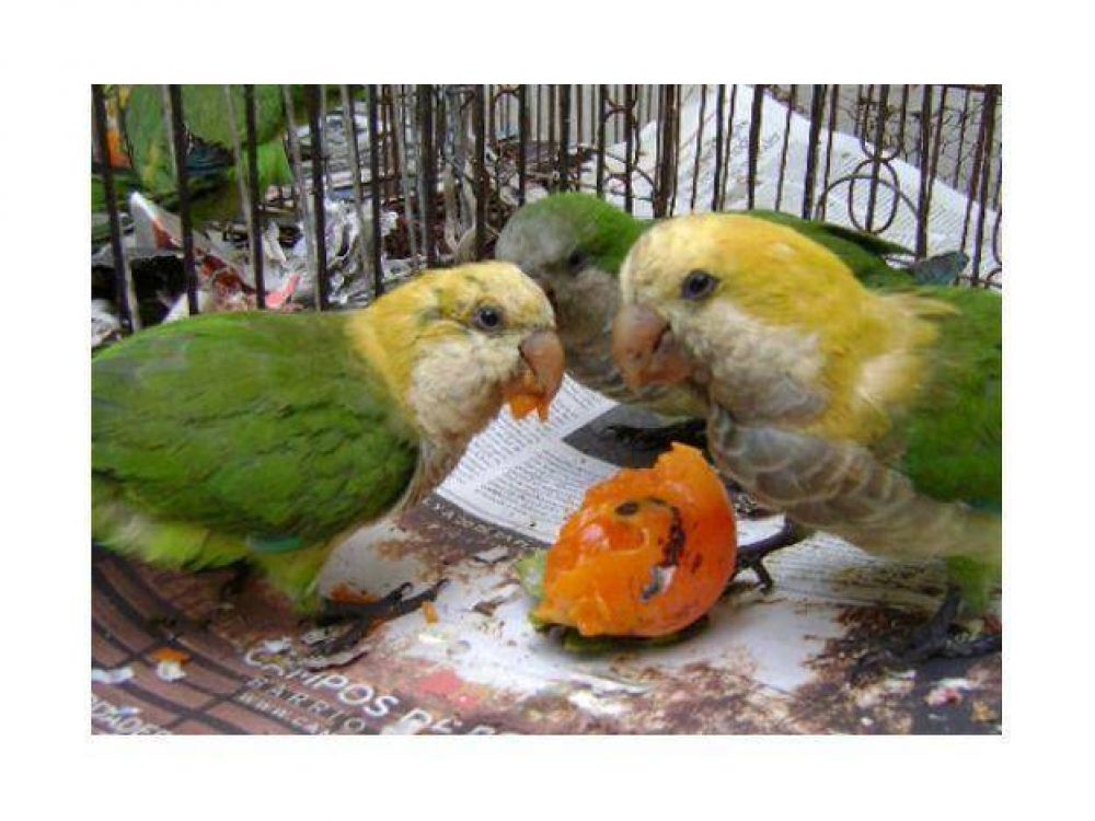 Compraron un loro, casi mueren de psitacosi y ahora est�n en cuarentena